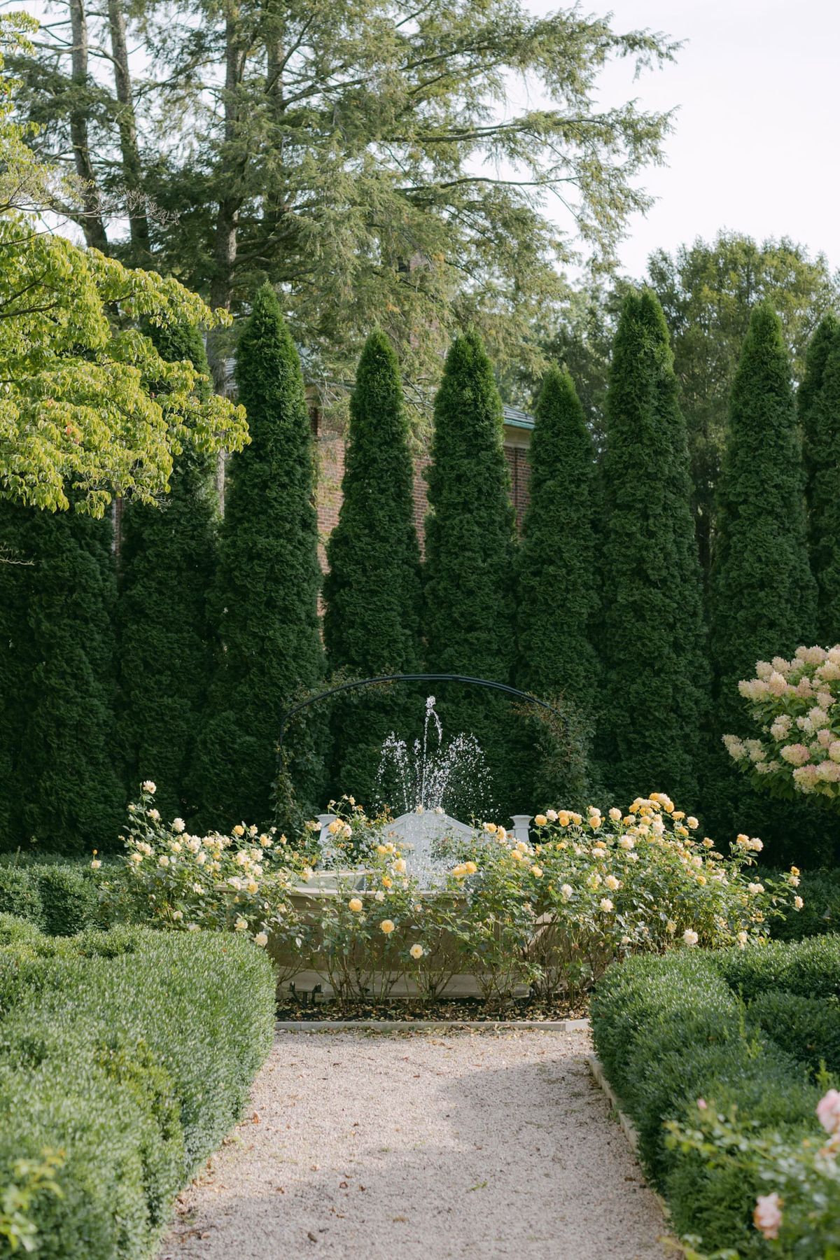 A garden fountain in full spray framed by pale yellow rosebushes, trimmed boxwood hedges and a gravel path, tall evergreen trees behind